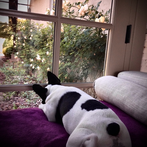 Meet your Posher, Dani ๐พ - Picture 2 of 16